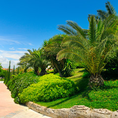 Fototapeta na wymiar Tropical garden with palm trees and green lawns.