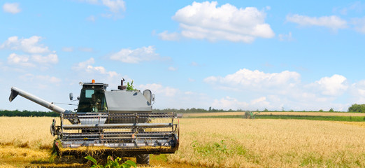 Combine harvester harvests golden wheat. Wide photo.