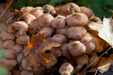 Large group of honey mushrooms growing in the autumn forest