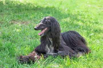 Fototapeta na wymiar Cute afghan hound is lying on a green meadow. Eastern greyhound or persian greyhound. Pet animals.
