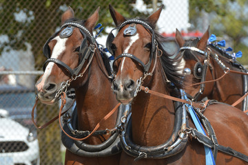 Harness horses