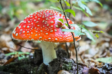 Red fly agaric. Toxic mushroom. Amanita muscaria