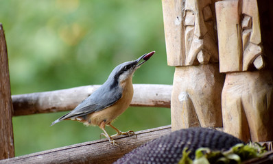 wildlife wood nuthach 