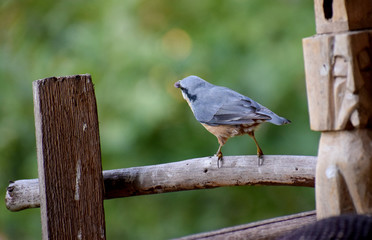 wildlife wood nuthach 