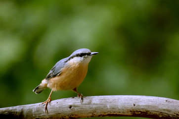 Eurasian nuthatch wood nuthatch 