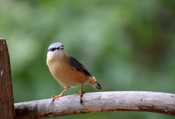 Eurasian nuthatch wood nuthatch 