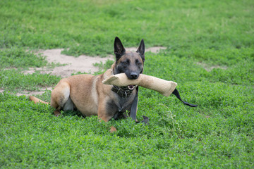 Cute belgian sheepdog is lying on a green grass with his toy. Pet animals.