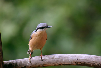 wildlife wood nuthach 