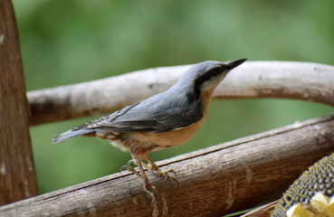 Eurasian nuthatch wood nuthatch 