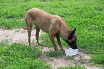 Belgian sheepdog is drinking water from dog bowl. Pet animals.