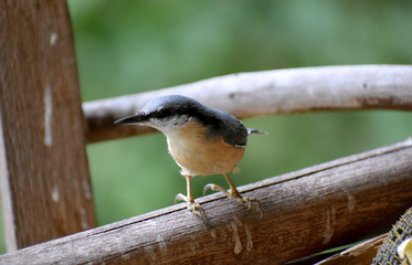Eurasian nuthatch wood nuthatch 