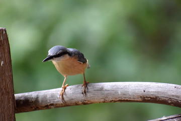 Eurasian nuthatch wood nuthatch 
