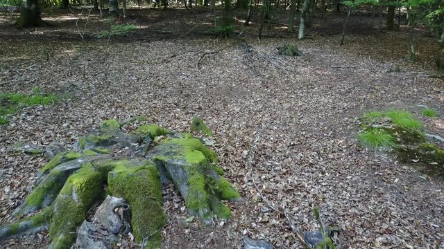 Wallonie Belgique Ardenne bois foret vert arbre