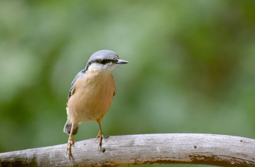 wildlife wood nuthach 