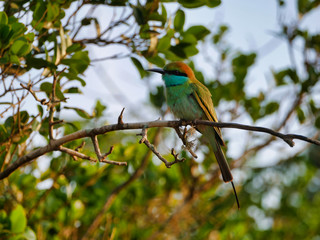 bird in sri lanka