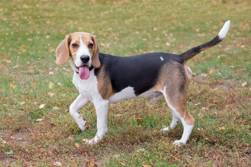 Cute beagle puppy is standing on the grass in autumn park. Pet animals.