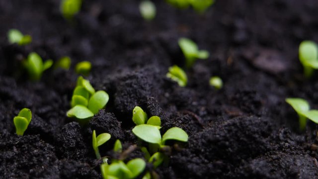 Germinating Seed Growing in Ground Agriculture Spring Summer Timelapse