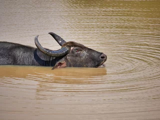 Photo sur Plexiglas Parc national du Cap Le Grand, Australie occidentale wild water buffalo in the mud in yala national park, sri lanka