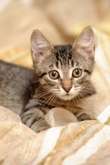 cute striped kitten european shorthair