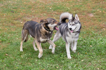 Cute siberian husky and multibred dog are playing in the autumn park.