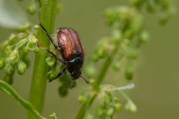 Garden  Chafer (Phyllopertha horticola)