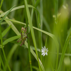Roesel's Bush Cricket (Metrioptera roeselii)