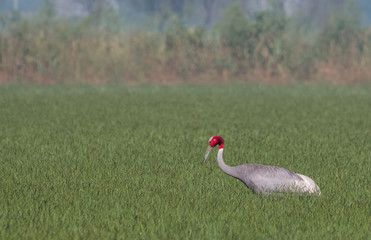 Fototapeta premium Sarus Crane Bird and the nature 