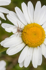 Obraz premium Philodromus cf. cespitum