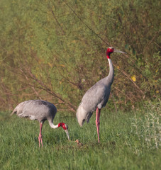 Sarus Crane Bird and the nature 
