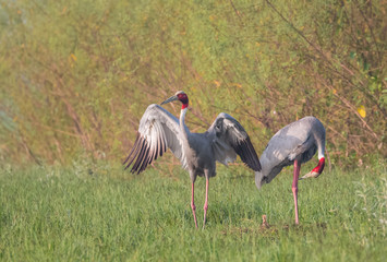 Sarus Crane Bird and the nature 