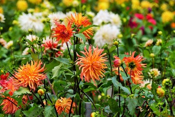 Beautiful dahlia flower in a botanical garden in summer