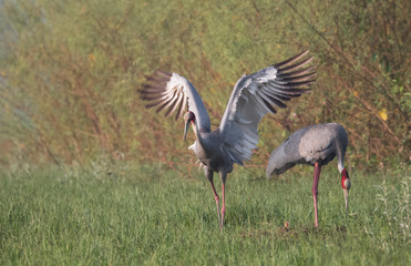 Sarus Crane Bird and the nature 