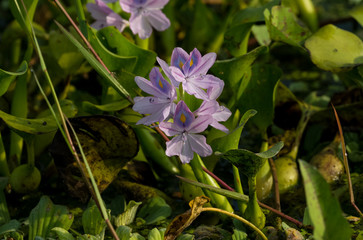 Purple Flower of spring