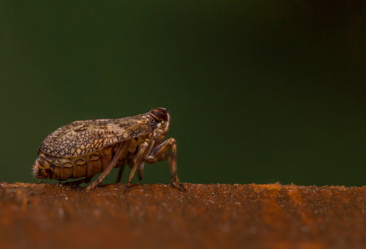 Issus coleoptratus Delphacid planthopper