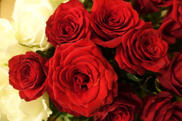 roses