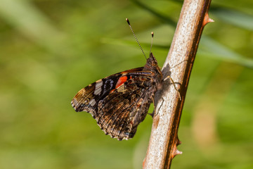 Obraz premium Red Admiral (Vanessa atalanta)