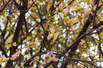 background of brown branches with green leaves dried at the edges