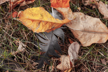 dried autumn leaves with one gray feather lie on the grass