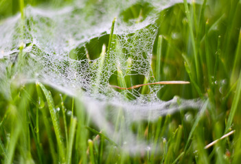 Cob webs on grass in the early morning