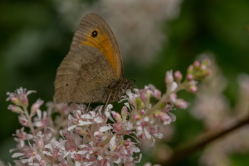 Fototapeta premium Meadow Brown (Maniola jurtina) butterfly