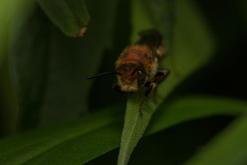 Sharp-tailed Bee (Coelioxys species)
