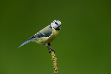 Obraz premium Eurasian blue tit sitting on a branch