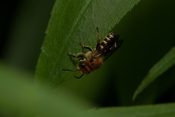 Sharp-tailed Bee (Coelioxys species)