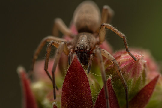 Drassodes species spider