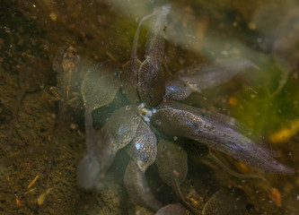 Rana temporaria tadpoles cannibalising a froglet