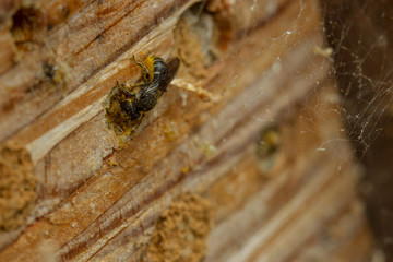 Heriades truncorum