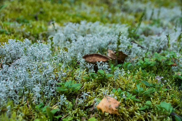mushroom on a moss