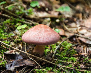 mushroom in forest