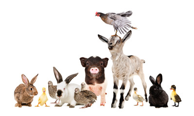 Group of funny farm animals  together isolated on white background