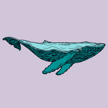 recommend clip art: Large humpback whale with two fins and tail, side view. The silhouette of the whale is drawn manually with a pencil. A detailed image of an adult whale on a purple background.